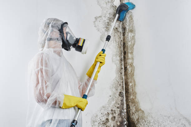Best Crawl Space Mold Removal  in Dauphin Island, AL