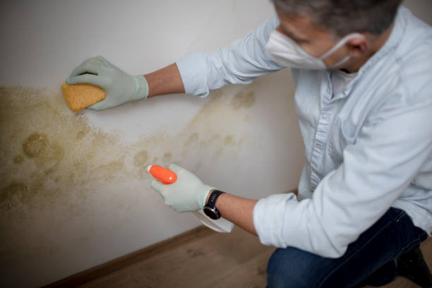 Mold Testing and Removal in Dauphin Island, AL