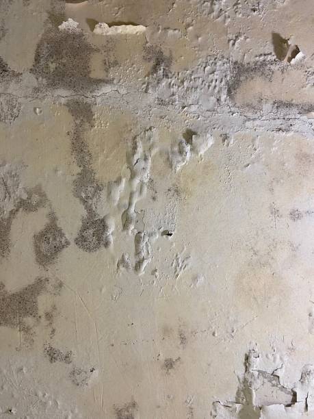 Best Black Mold Removal  in Dauphin Island, AL
