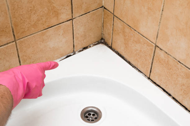 Attic Mold Removal in Dauphin Island, AL