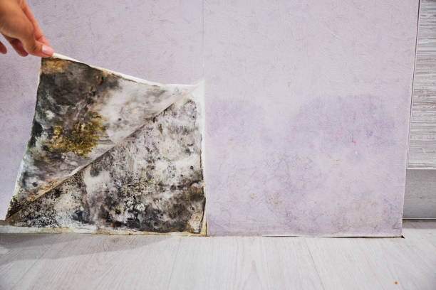 Best Toxic Mold Removal  in Dauphin Island, AL